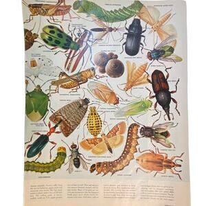 Insects Print Spotted Alfalfa Aphids May 11 1962 Frame Ready Color